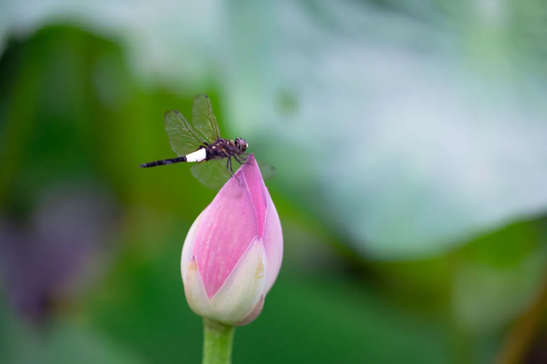 北大的夏，，，，，，，，等你的荷