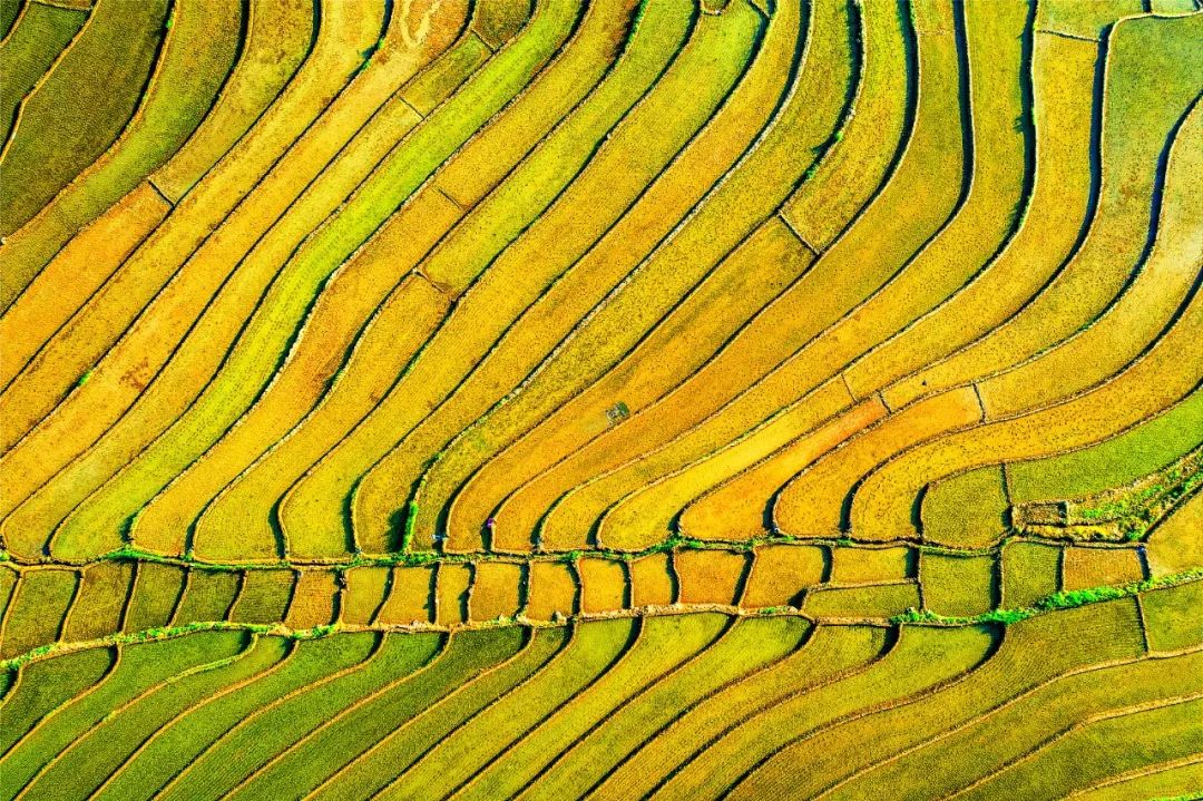 在印度做的这场实验，，，，，，，，适合中国吗？？？？？？？？丨万利官网头脑力夏日论坛