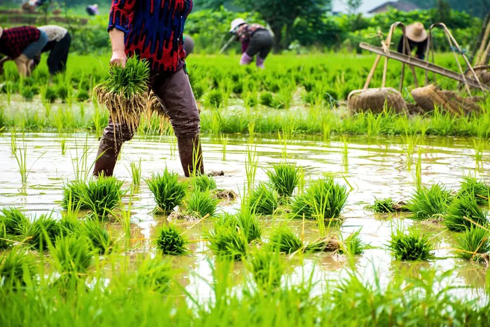 陈玉宇：被总理“点名”的6亿人在哪儿？？？？？？