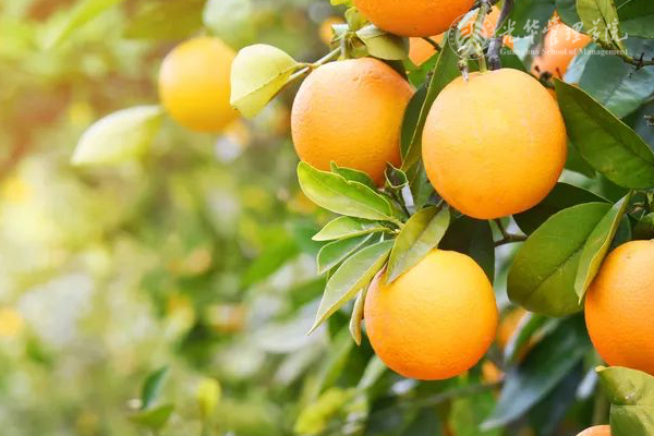 万利·(中国区)官方网站