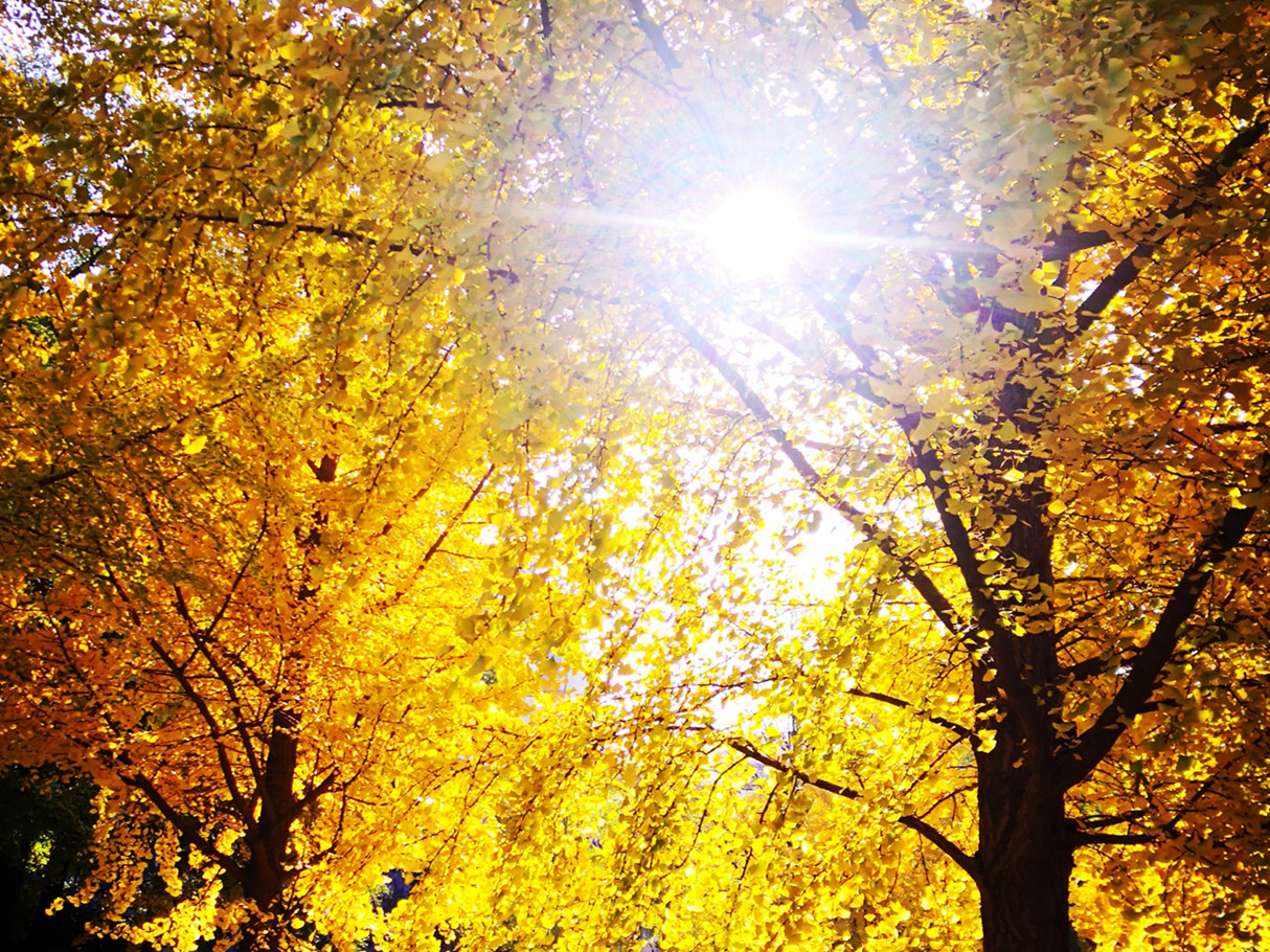  MPAcc分享会干货满满 | 尊重经济实质，，，，，，回归会计初志 