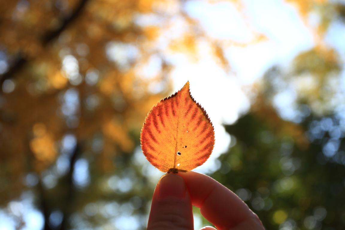 北大万利官网MPAcc为何能获评A+效果？？？？？—校友风范（Ⅱ）